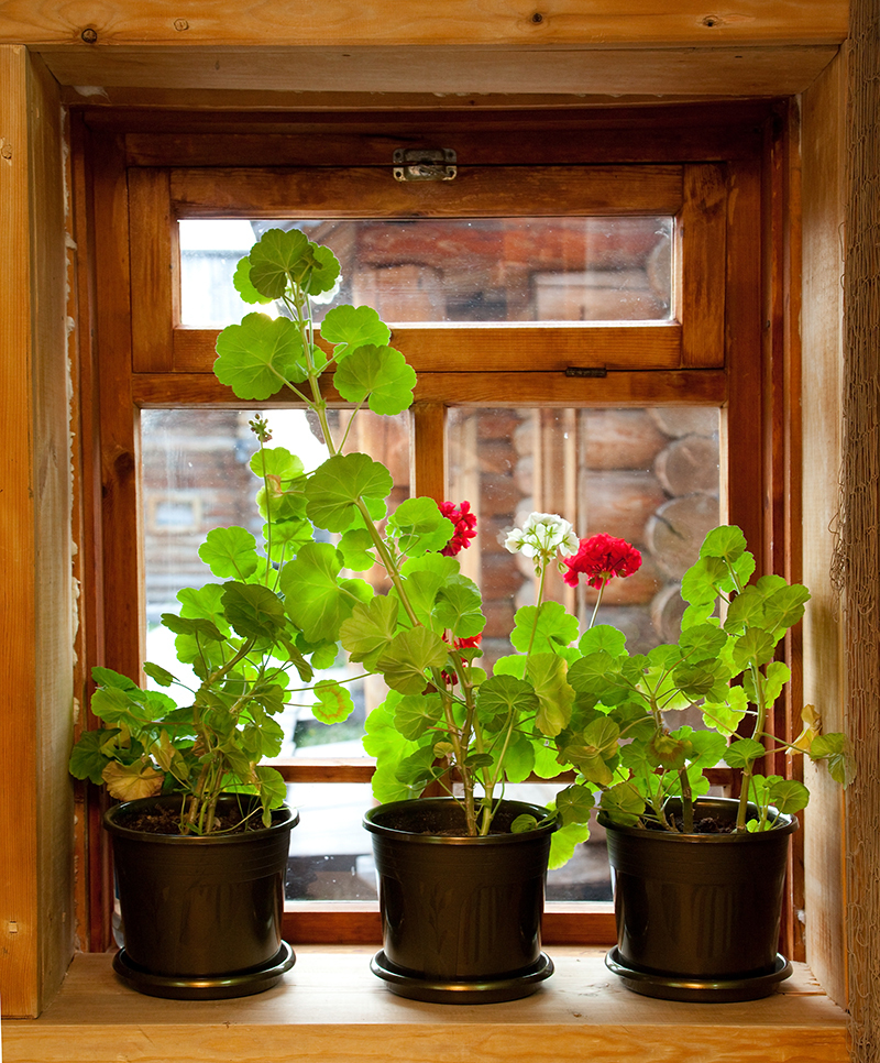 Flowers flowers  / choosing flowers