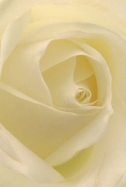 This intimate portrayal of a cream-white rose, crafted with care in New Addington, transforms a simple bloom into a symbol of heartfelt connection. Layers of soft, velvety petals swirl inward with delicate precision, suggesting both vulnerability and strength-qualities cherished by families and friends across Central Parade. The lighting within the image is diffused, casting a gentle glow over creamy and pale lemon hues, enriching the mood with tranquility. You can easily imagine running your hand along the petal's smooth surface, feeling that characteristic freshness found in bouquets hand-tied by local New Addington florists. There's a quiet romance to this composition, as if it marks an anniversary or delivers solace during times of loss. The soft fragrance seems to linger in the air, blending nostalgia with the promise of new beginnings, and reinforcing the thoughtful artistry at the centre of every bouquet prepared for local delivery.